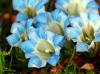Gentiana Henry
